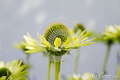 Echinacea blooming Stock Photo