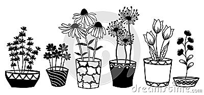 Echinacea, chamomile, schefler, noble hepatica, zephyrantes, stokesia in pots. Vector icon on white background Vector Illustration