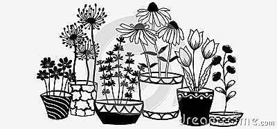 Echinacea, chamomile, schefler, noble hepatica, zephyrantes, stokesia in pots. Vector icon on white background Vector Illustration