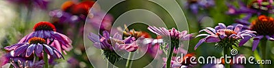 Echinacea - coneflower close up in the garden Stock Photo