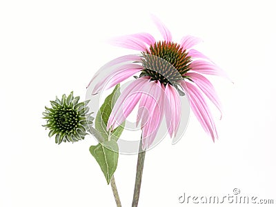 Echinacea flower Stock Photo