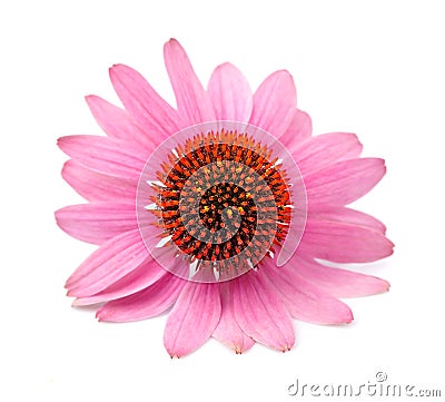 Echinacea flower Stock Photo