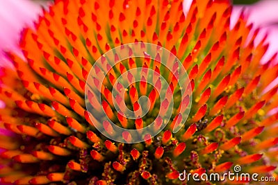 Echinacea flower, macro shot Stock Photo