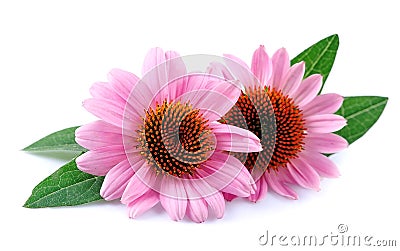 Echinacea flowers. Stock Photo