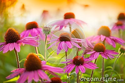 Echinacea flowers Stock Photo