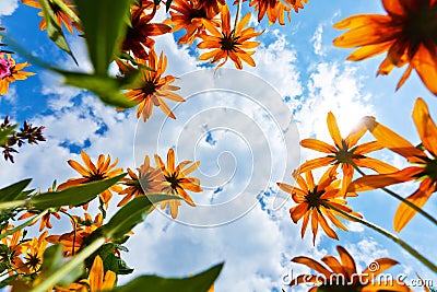 Echinacea flowers and sky Stock Photo