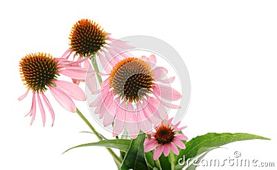 Echinacea flowers Stock Photo