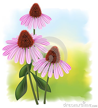 Echinacea on a fullcolor background. Vector Illustration