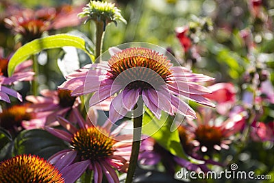 Echinacea 'Mooodz Satisfy', Close up Stock Photo