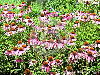 Echinacea Angustifolia Flowers Stock Photo