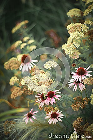 Echinacea natural bouquet Stock Photo