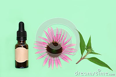 Echinacea Natural Tincture for Coughs Colds and Bronchitis Stock Photo