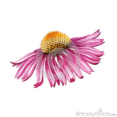 Echinacea plant flower. Watercolor illustration. Hand drawn realistic Echinacea purpurea medical herb element. Natural Cartoon Illustration