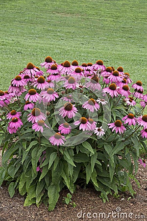 Echinacea - PowWow - Wild Berry Stock Photo