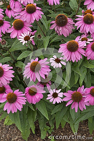 Echinacea - PowWow - Wild Berry Stock Photo