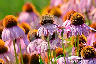 Echinacea (purple coneflowers) Stock Photo