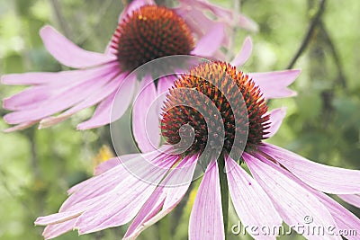 Echinacea purple. A perennial plant of the Asteraceae family. Stock Photo