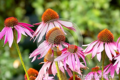 Blossoming echinacea in the summer. Stock Photo
