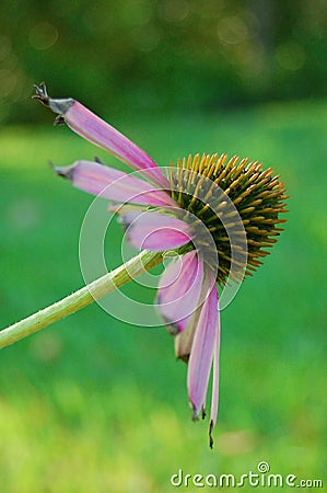 Echinacea Purple Sideview Stock Photo