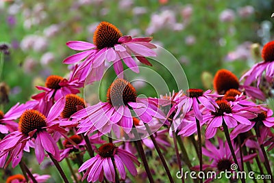 Echinacea Purprea Stock Photo