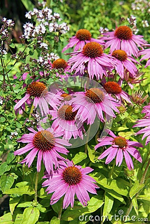 Echinacea purpurea Stock Photo