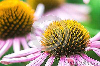 Echinacea purpurea eastern purple coneflower. Bunch of healing coneflowers. Echinacea Purpurea Maxima in a garden against green Stock Photo