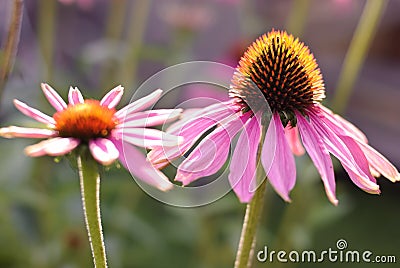 Echinacea Stock Photo