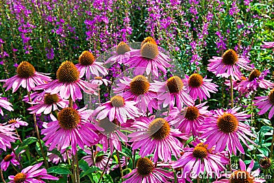 Echinacea Purpurea Stock Photo