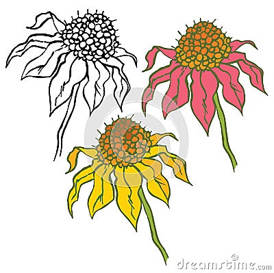 Echinacea Purpurea Vector Illustration