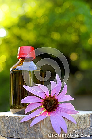 Echinacea tincture. Glass bottle and echinacea flower on garden background.Natural traditional medicine and alternative Stock Photo