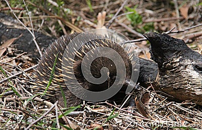 The Echinda or Spiny Ant Eater Stock Photo