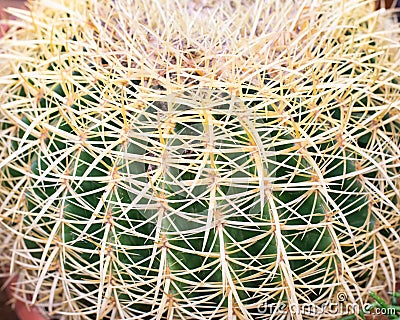 Echinocactus cactus close-up. Thick yellow spines of a needle on geometric ribs, a beautiful dangerous plant. Echinocactus cactus Stock Photo