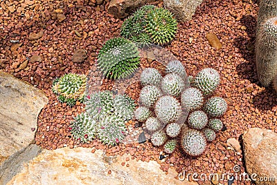 Echinocactus cactus Stock Photo