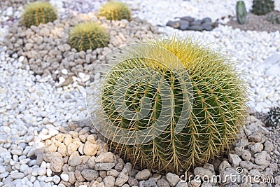 Echinocactus cactus with stone Stock Photo