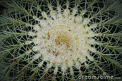 Echinocactus closeup. Prickly cactus Stock Photo