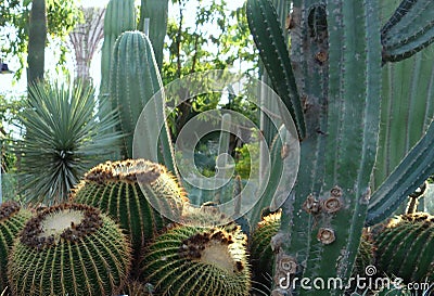 Echinocactus golden barrel and saguaro cactus Stock Photo