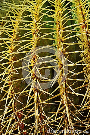 Echinocactus grusonii Stock Photo