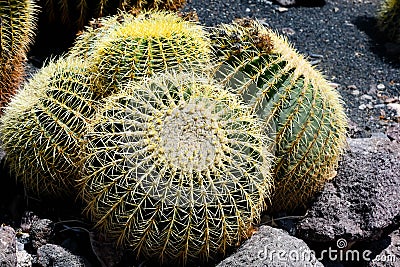 Echinocactus grusonii, ball or sphere shaped cactus with a yellow flower Stock Photo