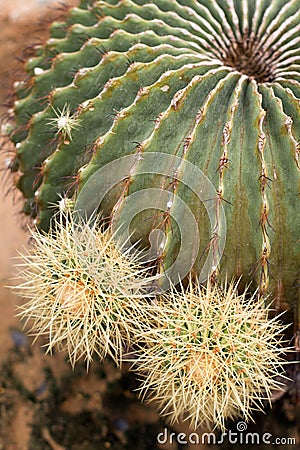 Echinocactus grusonii Stock Photo
