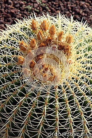 Echinocactus grusonii Cactus Stock Photo