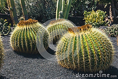 Echinocactus grusonii cactus, Lanzarote Stock Photo