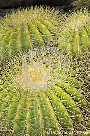 Echinocactus grusonii known as mother-in-law's cushion Stock Photo