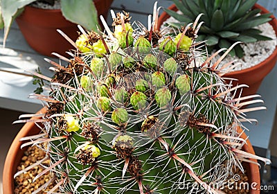 Echinocactus grusonii variety of cactus plant Stock Photo