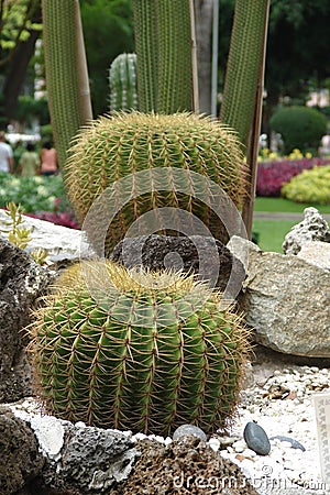 Echinocactus. Large cacti growing in open ground in the yard Stock Photo