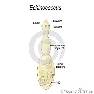 Echinococcus granulosus. causes cystic echinococcosis Vector Illustration