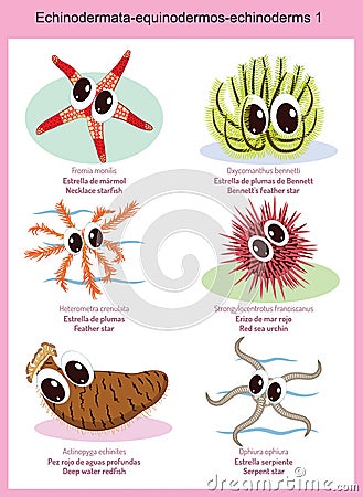 Echinodermata-equinodermos-echinoderms 1 Vector Illustration