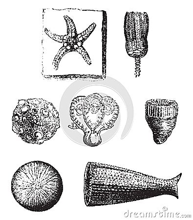 Echinoderms and Polypiers of the secondary age, vintage engraving Vector Illustration