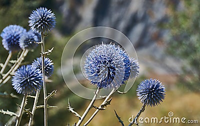 Echinops chantavicus Stock Photo