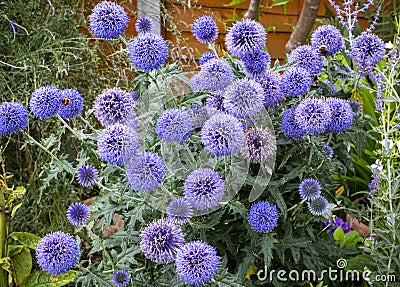 Echinops Ritro Veitch`s Blue plant Stock Photo