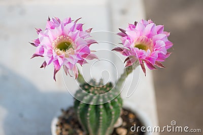 Echinopsis cactus Hybrid Angel pink flower Stock Photo